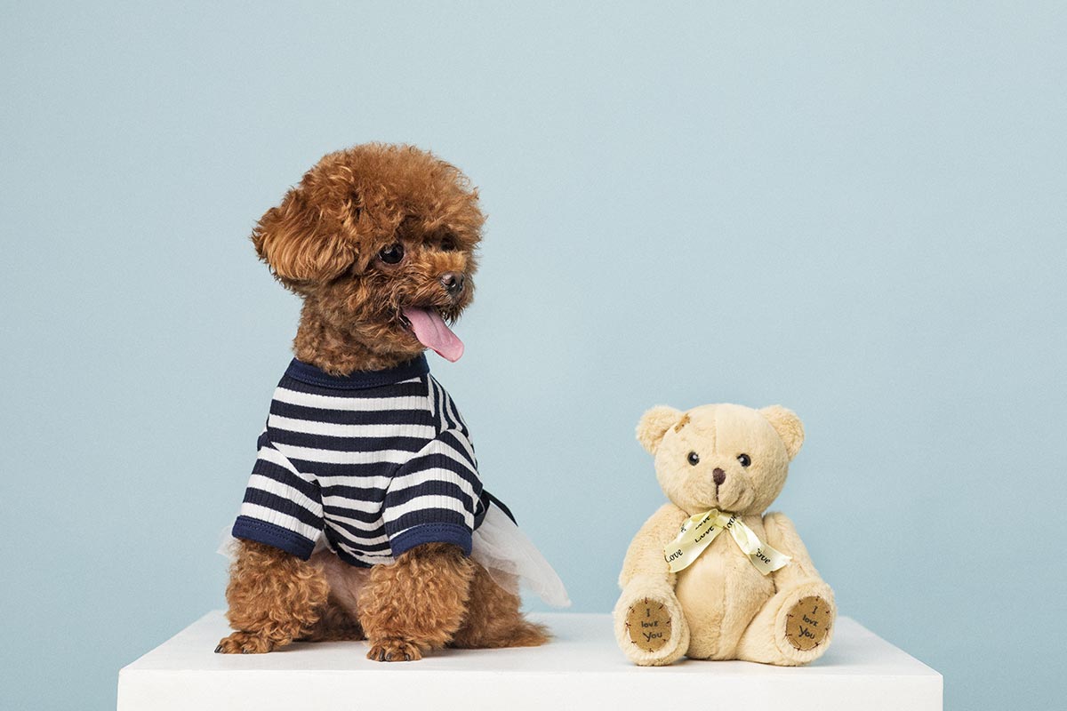 Lire la suite à propos de l’article Velusce suscipit quis luctus